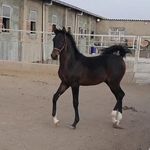 مزرعه پرورش اسب نژادکردقیصر