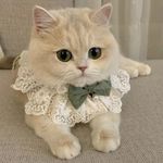 joody.pet پت شاپ