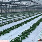 شرکت تولید نایلون مالچ درختی و کشاورزی