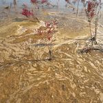 دریای چهارفصل