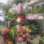 سوپر گل یاس