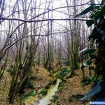 پارک جنگلی سراوان