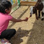 مزرعه خورشید