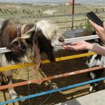 مزرعه خورشید