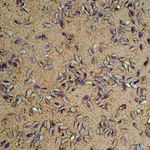 فالوده بستنی معجون سرای شیرازی
