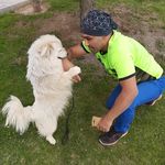 آرایش حیوانات خانگی در منزل قدمیاری
