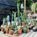 گلفروشی صباغ