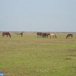 پارک ملی بوجاق