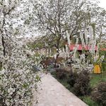 اقامتگاه بومگردی باغ آلبالو فیل آباد