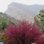 تنگه ارغوان