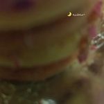 شیرینی سرای گونش/gonash