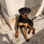 باشگاه پرورش سگ ایرانیان