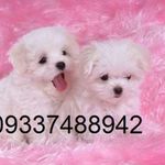 باشگاه پرورش سگ ایرانیان