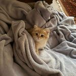 پانسیون گربه و جونده نِکو