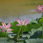 تالاب سوستان