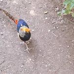 باغ پرندگان