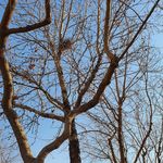 دکتر ریحانه برکتین