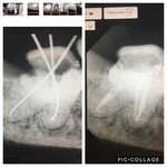 دکتر فرانک ربیعی