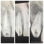 دکتر فرانک ربیعی