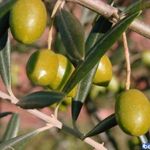 باغ زیتون بلند نظر