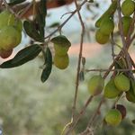 باغ زیتون بلند نظر