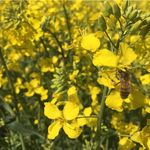 شرکت عسل سمائی