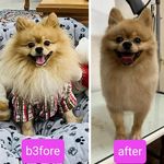 مجتبی خدابخشی