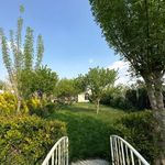 آتلیه عکس چشمان آبی