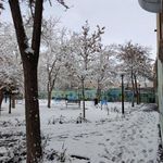 بوستان گلشید