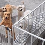 هتل پانسیون خانه دوم(پانسیون حیوانات)