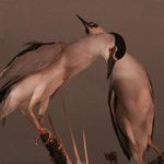 موزه تاریخ طبیعی اردبیل