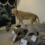 موزه تاریخ طبیعی اردبیل