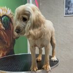 کلینیک دامپزشکی رنیسا