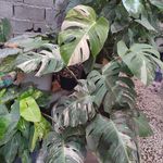 گلخونه و نهال فروشی