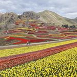 مزرعه لزور کندور