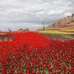 مزرعه لزور کندور