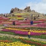 مزرعه لزور کندور