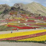 مزرعه لزور کندور