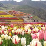 مزرعه لزور کندور