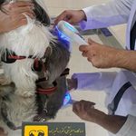 درمانگاه دامپزشکی دکتر ساسان اردشیرزاده