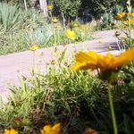 پارک شهید احمدی زمانی