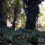 پارک شهید احمدی زمانی