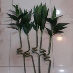 قصر گل طلایی