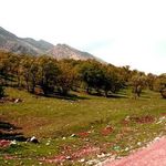 تنگه شبیخون