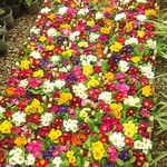 سم پاشی و خدمات گل و گیاه نودهانی