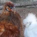 باغ پرندگان آستارا