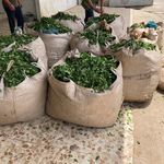 سوغات سرای اطمینان