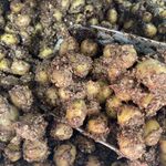 سوغات سرای اطمینان