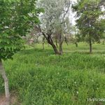 پیاده رو پارک جنگلی ارم
