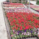 موسسه تولیدی گل اردیبهشت